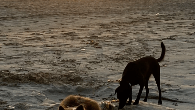 Rosie's Dog Beach Long Beach