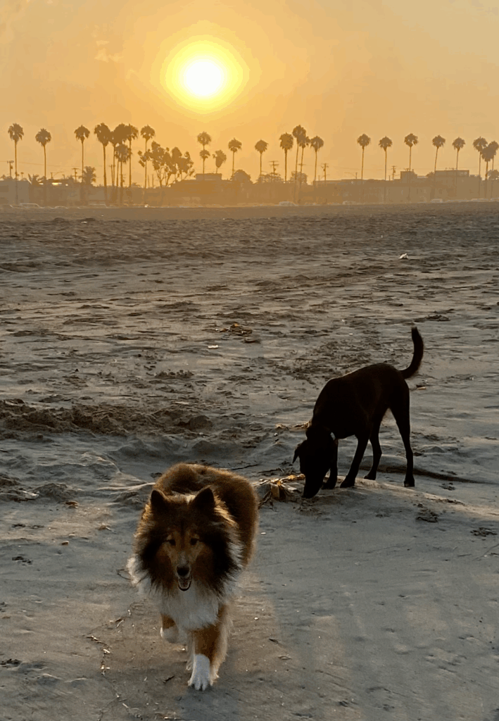 Rosie's Dog Beach Long Beach