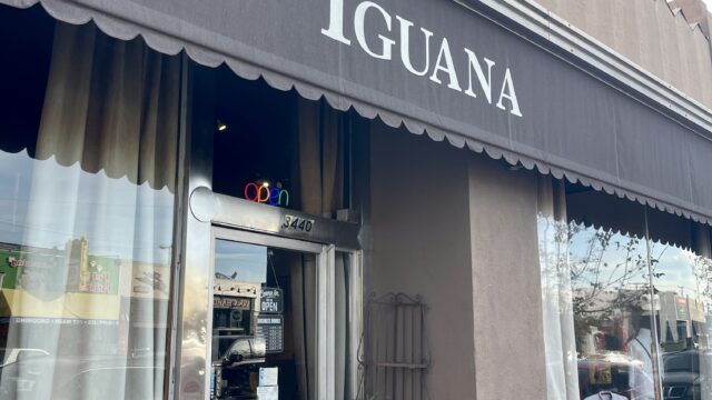 Iguana front